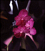 orchid animation